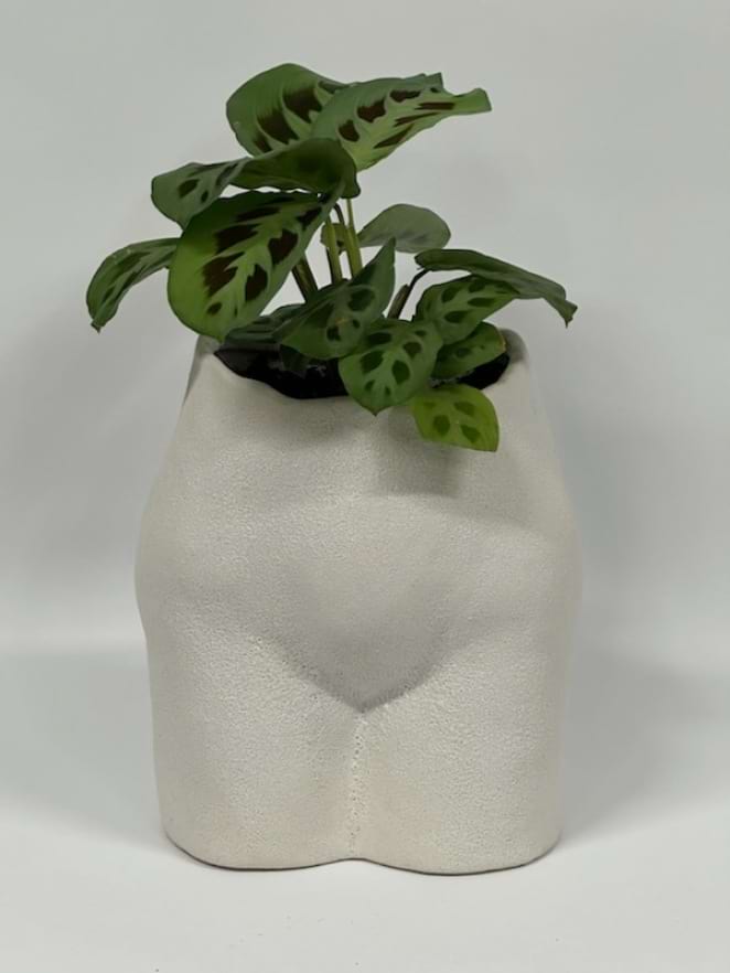 Nudie House Plant